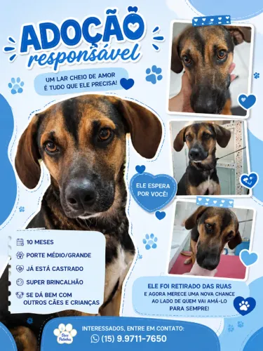 Cachorro porte grande