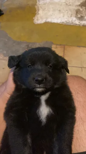 Filhotes de bordê colie + Golden Retrivier 