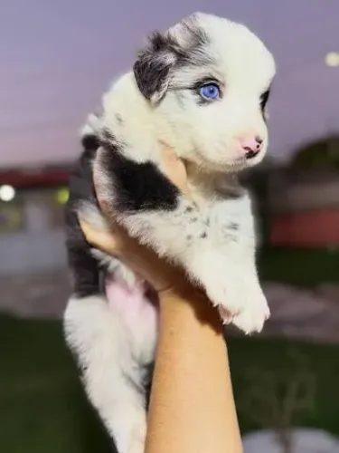 Border collie filhotes
