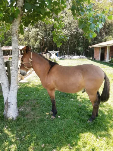 Burro