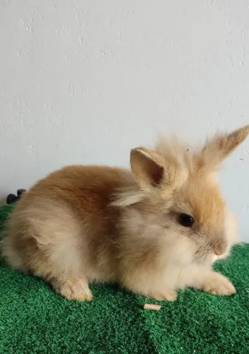 Mini Coelho Lion Head