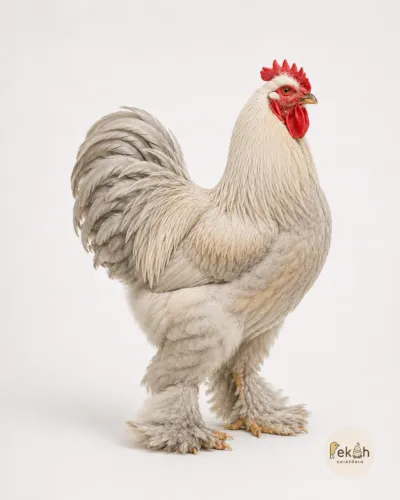 Brahma Isabela Galinha