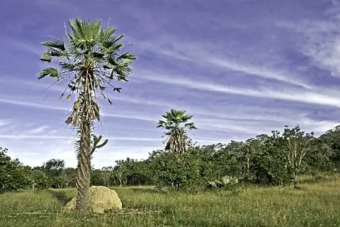 Fazenda de 612,8 Hectares Entre Floriano e Itaueira Piauí