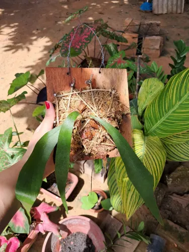 Planta chifre de veado