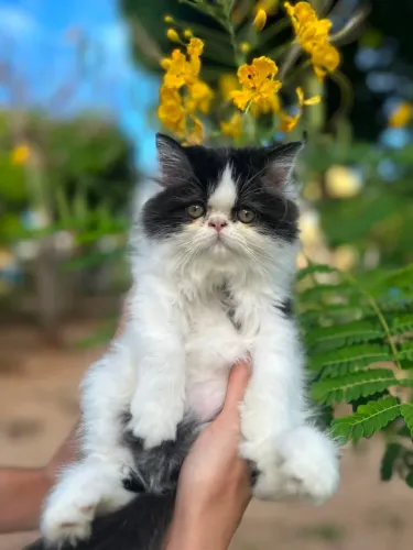 Persa lindo e maravilhoso