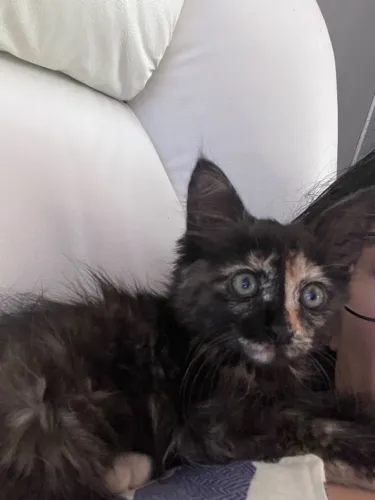Gatinha fiv felv negativo 
