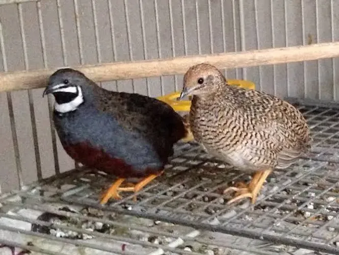 Lindas Codornas Chinesas - Ideais para Viveiros (Casal ou Unidade)