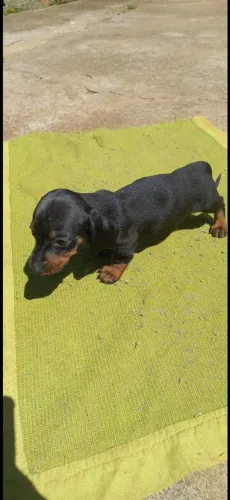 Filhote dachshund 