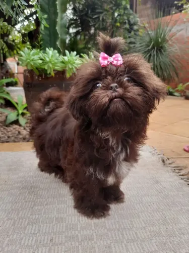 Shiu tzu