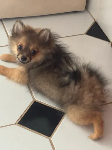 Spitz alemão fêmea 