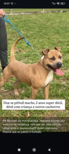 Cachorro 