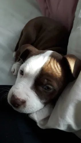 Filhote de Pitbull cores vivas