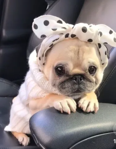 Filhotes de Pug | Uma bolinha de amor só pra você!