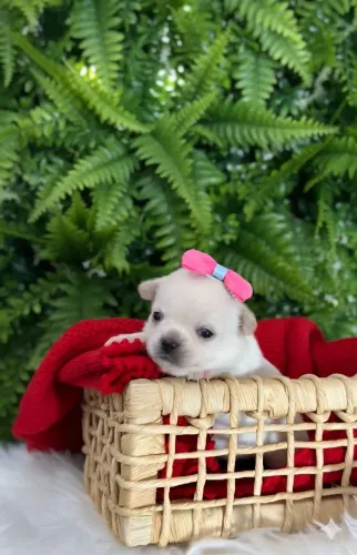 Chihuahua. Filhote fofíssima Pêlo curto para reserva.  Garantia de saúde 
