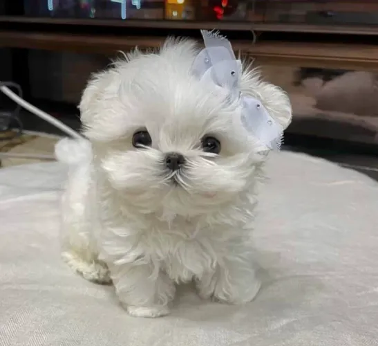 Filhote de Maltês, Cheios de Energia e Amor!