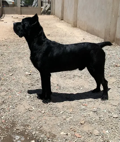 Macho para reprodução 