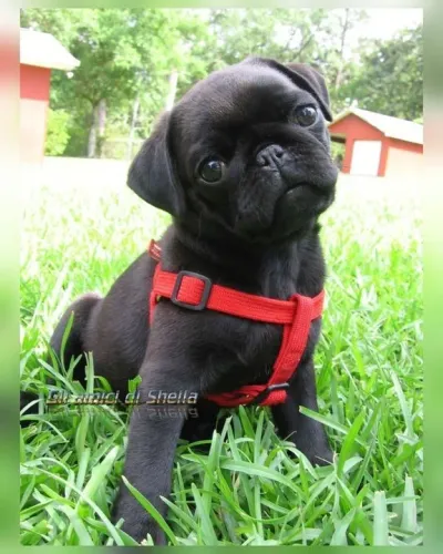 Pug preto filhote com detalhes vermelho