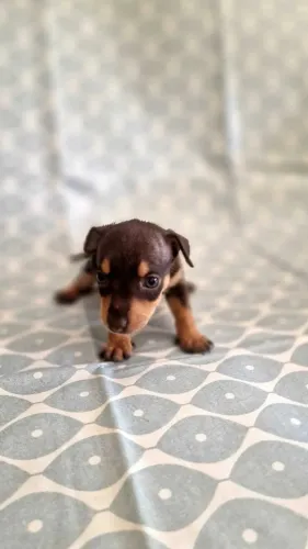 Pinscher 0 fêmea exclusiva: Segurança e procedência garantidas