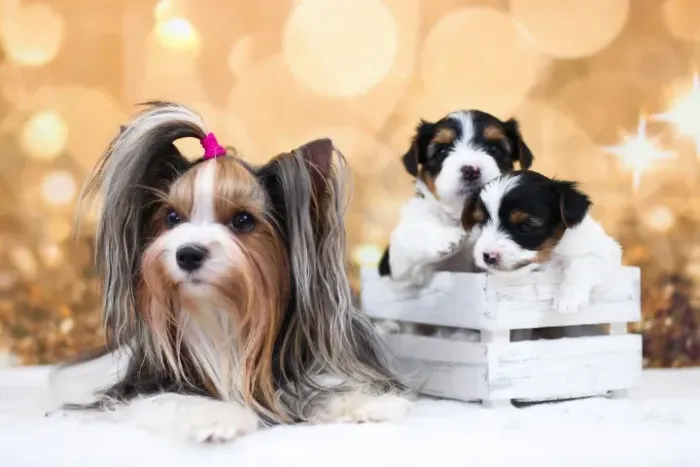 Biewer Terrier Fêmea Tricolor Cheia de Charme e Delicadeza