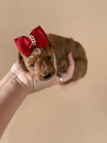 Poodle Mini Toy Red Vendas Filhote !!!!!!!!!!!!!!!!!!!
