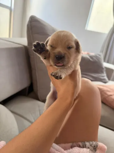 Filhote de Golden Retriever 