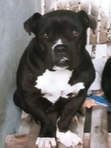 Femea American bully pocket 