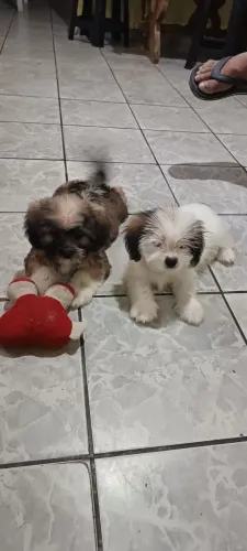 Filhote de Lhasa Apso 