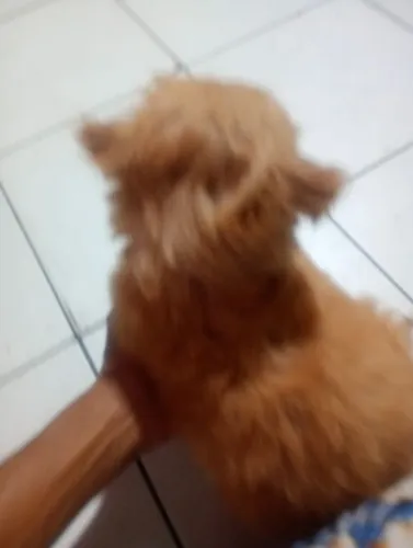 Filhote fêmea pudool