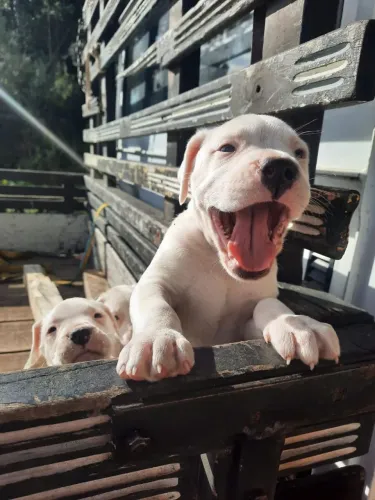 Dogo Argentino