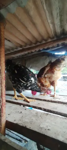 Frango GSB novo, de boa procedência 
