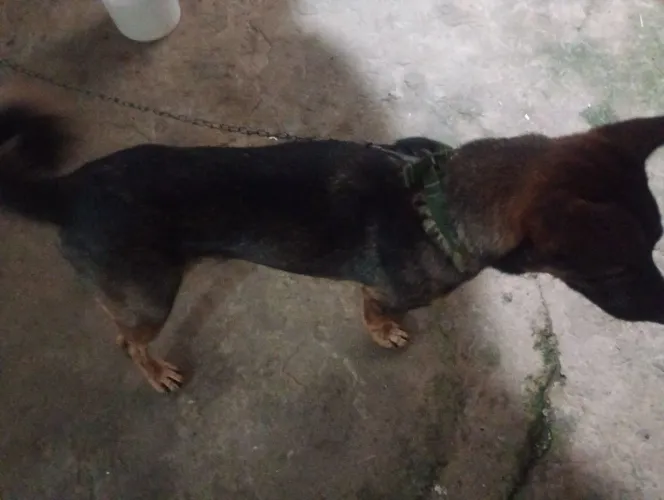 Cachorro
