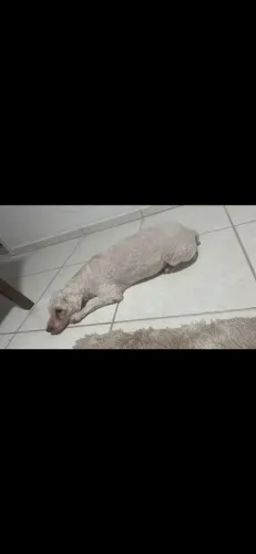 Cachorro