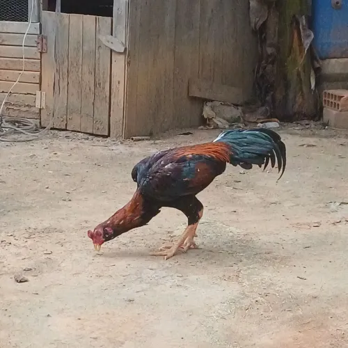 Galo indio muda testado