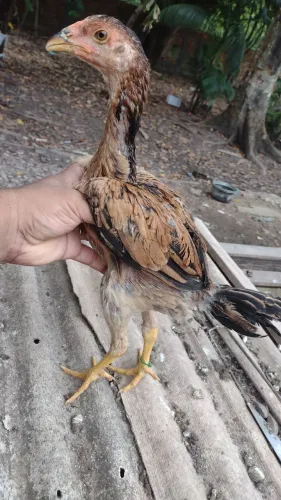 Aves de qualidade