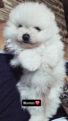 Spitz alemão anão Macho!