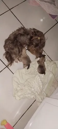 Em Marabá Filhote de shih tzu 