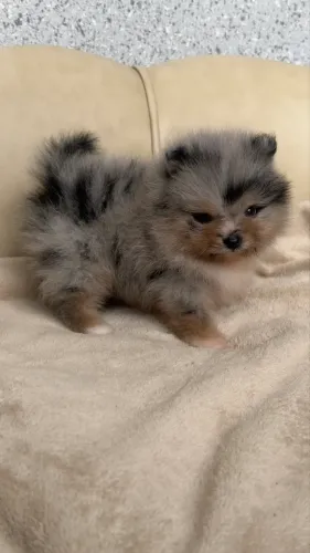 Lulu da pomerânia macho