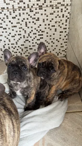 Bulldog Francês Fêmea - Filhotes Disponíveis