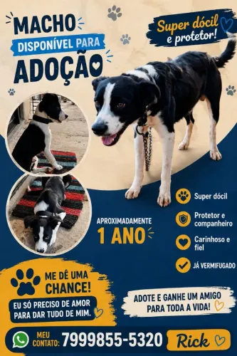 Adoção de cachorro