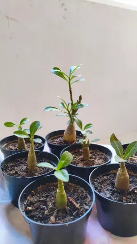 MUDAS DE ROSA DO DESERTO (JA COM VAZO)