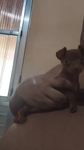 Pinscher 0 fêmea chocolate 