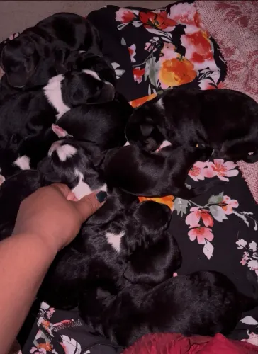 Filhotes Lindos - Pai Dálmata e Mãe Rottweiler com Pastor Alemão 