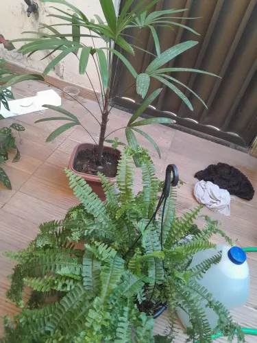 planta 