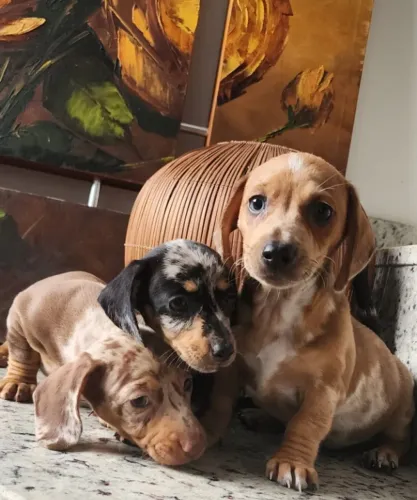 Teckel/Dachshund/Basset - Com Pedigree. O salsicha!!!