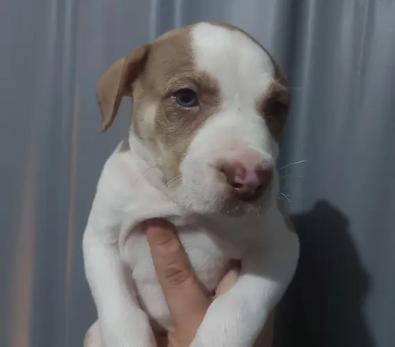 American bully standard 