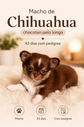 Chihuahua Machos Choco tan pelo longo