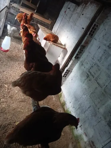 Vendo 7 galinhas poedeiras tem 9 meses de vida
