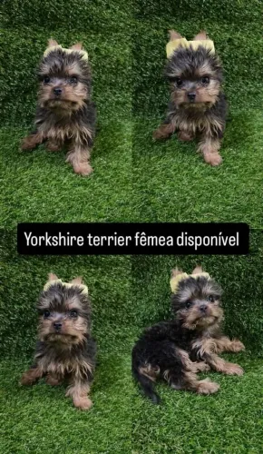 Filhote de yorkshire terrier
