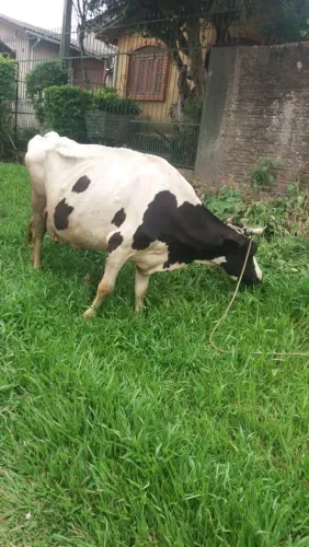 Vendo duas vacas holandesas com 2 terneiros.