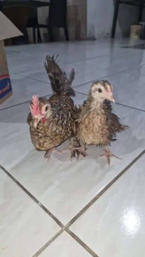 Vende se casal mini garnize a fêmea é frizada e o macho normal